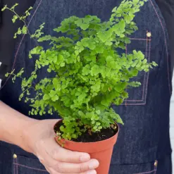 Maidenhair Fern — held in hand for size reference