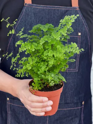 Maidenhair Fern — held in hand for size reference
