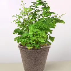 Maidenhair Fern — 