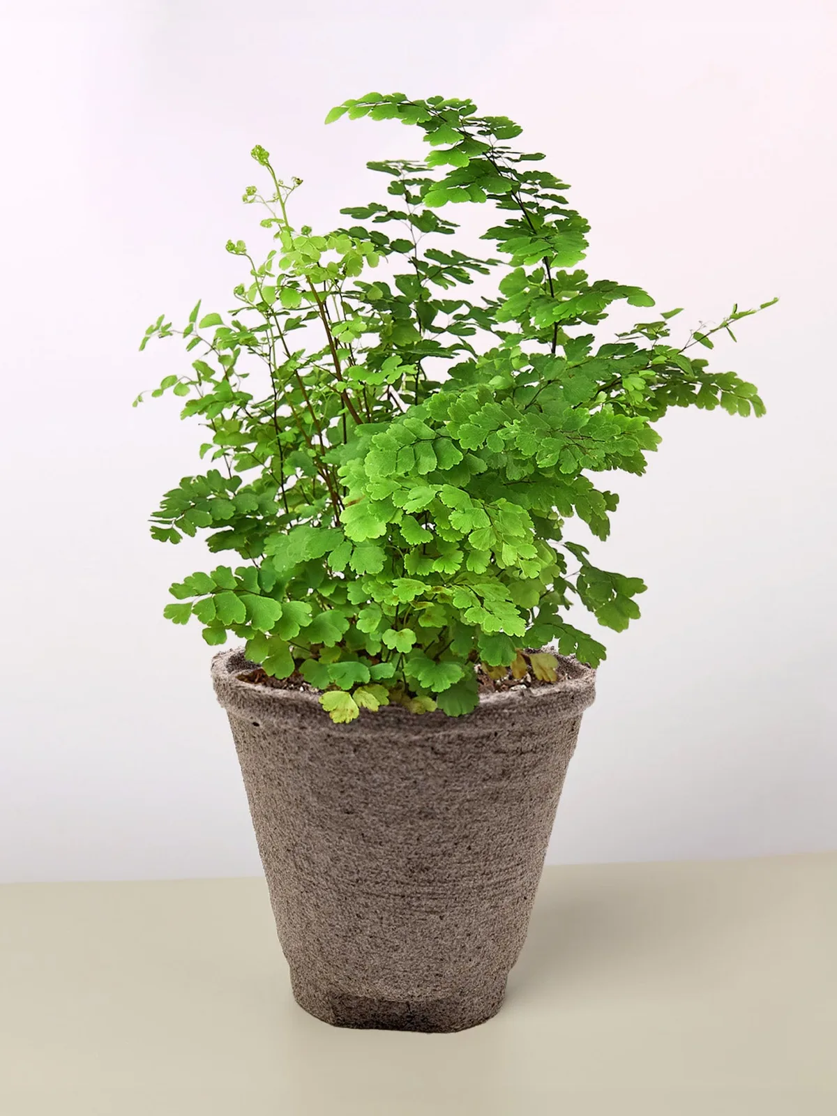 Maidenhair Fern — 