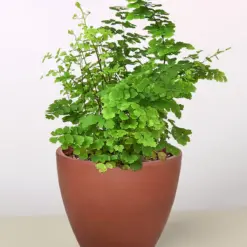 Maidenhair Fern — additional view