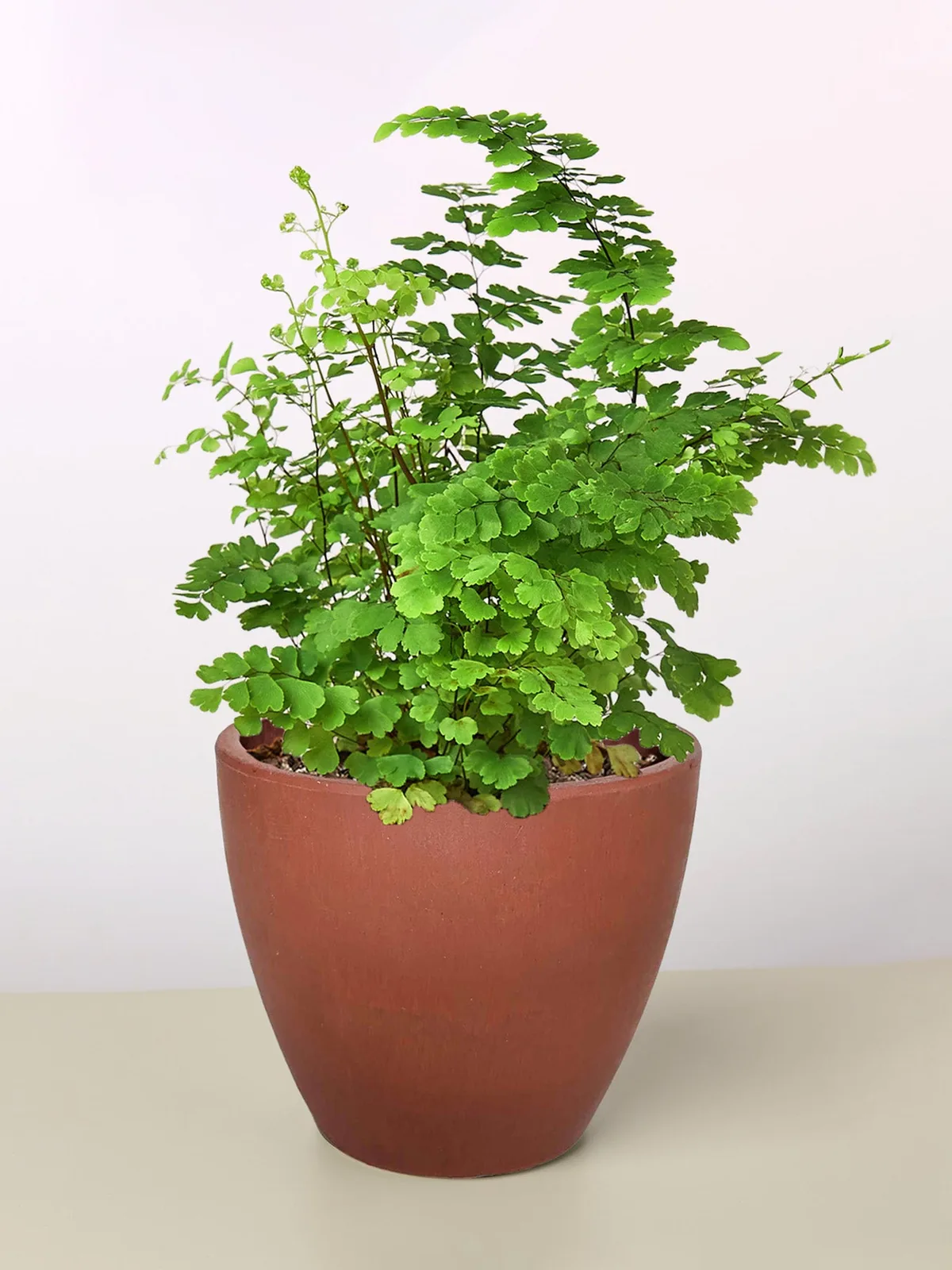 Maidenhair Fern — additional view