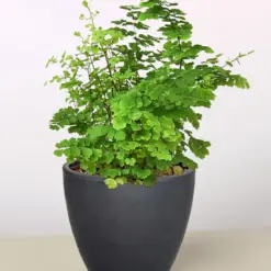 Maidenhair Fern — additional view