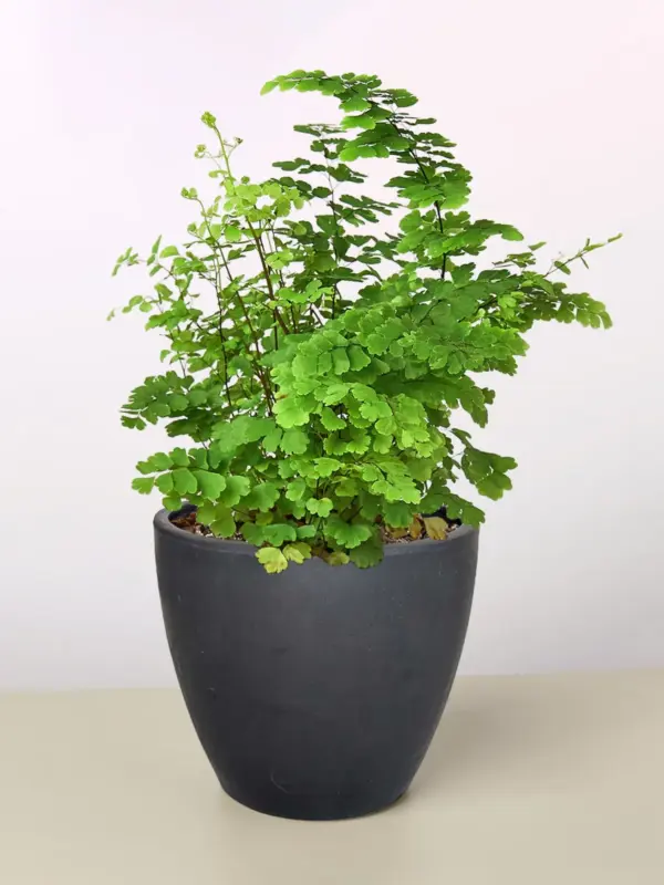 Maidenhair Fern — additional view