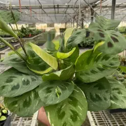 Maranta Variegated 'Beauty Kim' houseplant