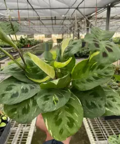 Maranta Variegated 'Beauty Kim' houseplant