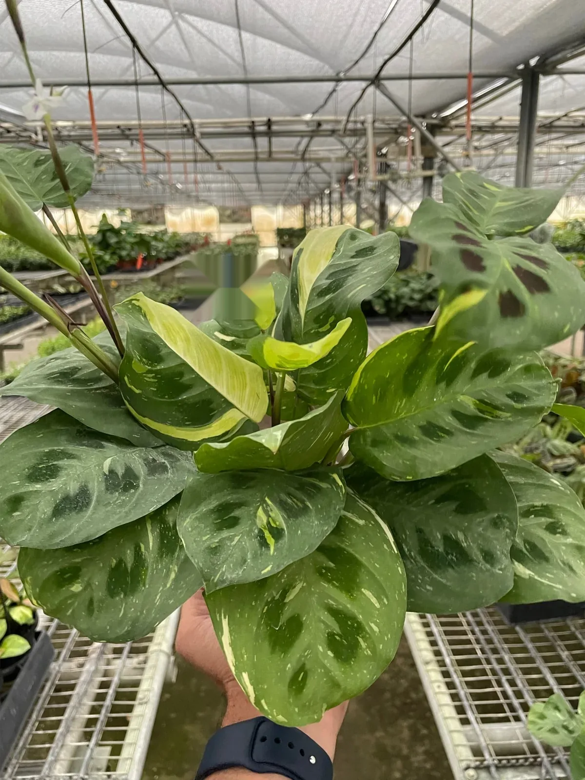 Maranta Variegated 
