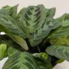 Maranta Black houseplant