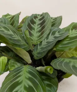 Maranta Black houseplant