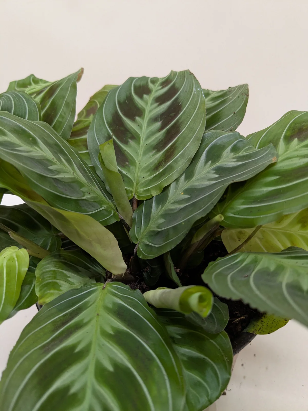 Maranta Black houseplant