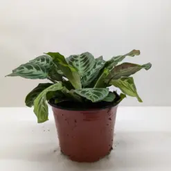 Maranta Black — additional view