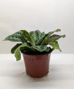 Maranta Black — additional view