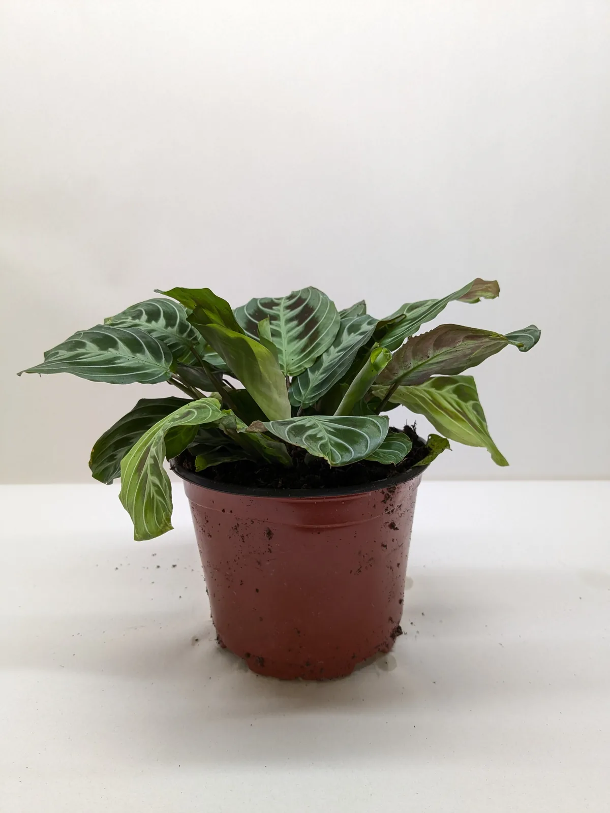 Maranta Black — additional view
