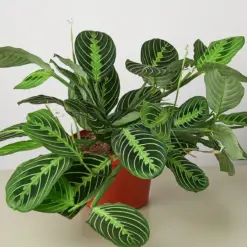 Maranta 'Lemon Lime' houseplant