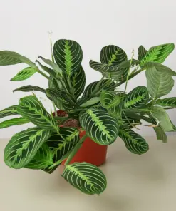 Maranta 'Lemon Lime' houseplant
