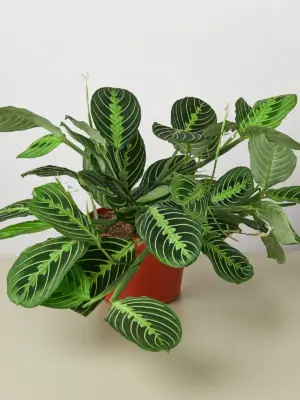 Maranta 'Lemon Lime' houseplant
