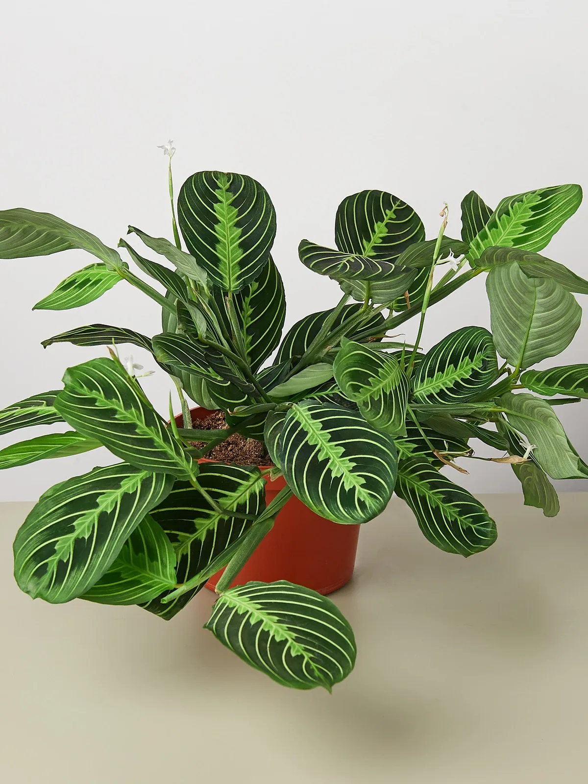 Maranta 