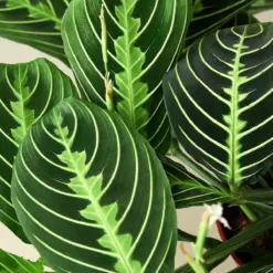 Maranta 'Lemon Lime' — leaf detail close-up