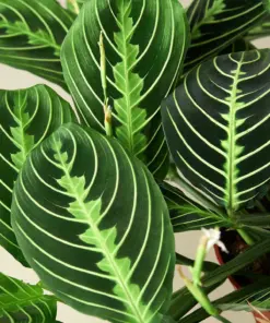 Maranta 'Lemon Lime' — leaf detail close-up