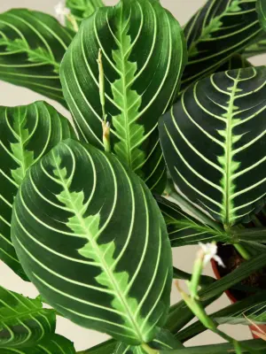 Maranta 'Lemon Lime' — leaf detail close-up