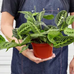Maranta 'Lemon Lime' — held in hand for size reference