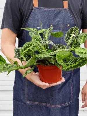 Maranta 'Lemon Lime' — held in hand for size reference
