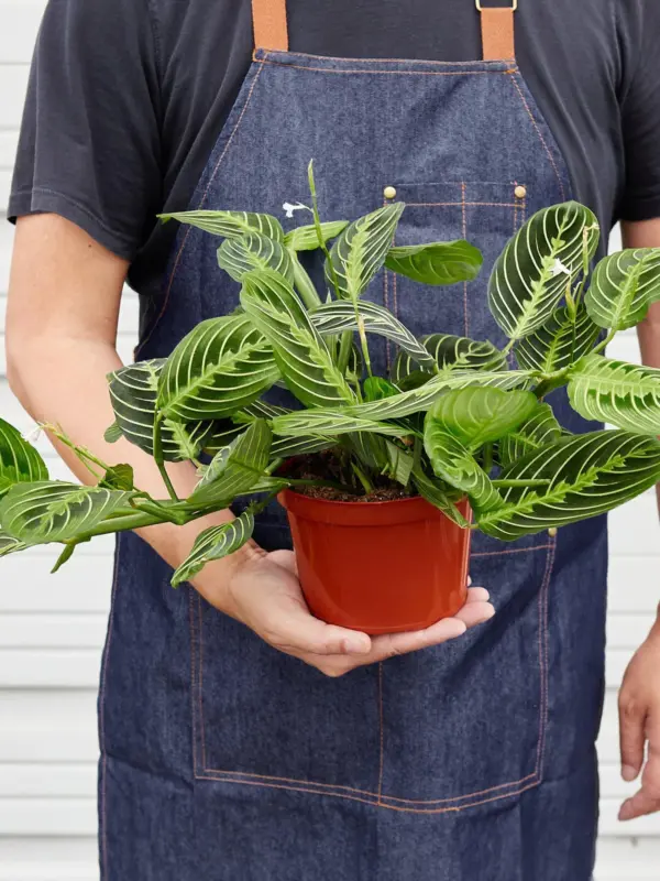 Maranta 'Lemon Lime' — held in hand for size reference