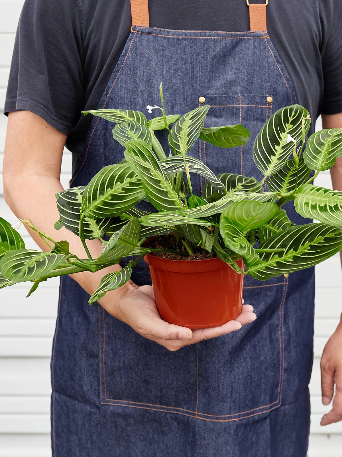 Maranta 