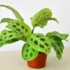 Maranta Leuconeura houseplant