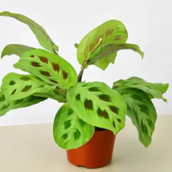 Maranta Leuconeura houseplant