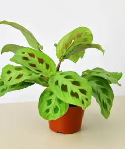 Maranta Leuconeura houseplant