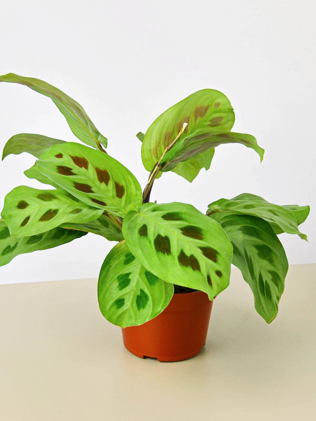 Maranta Leuconeura houseplant