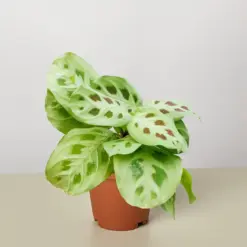 Maranta Leuconeura — additional view