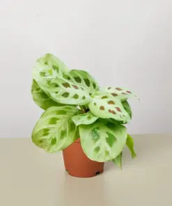 Maranta Leuconeura — additional view