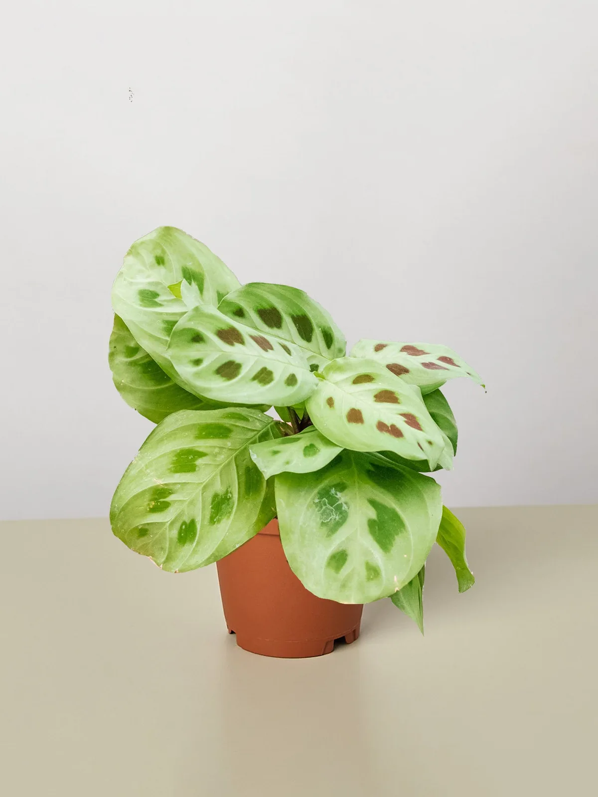 Maranta Leuconeura — additional view