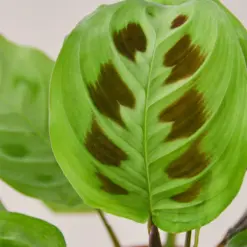 Maranta Leuconeura — leaf detail close-up