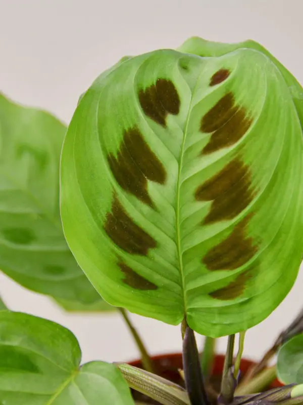 Maranta Leuconeura — leaf detail close-up