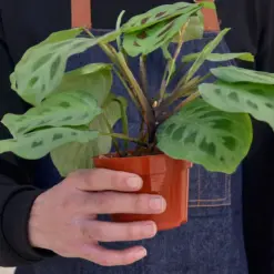 Maranta Leuconeura — held in hand for size reference