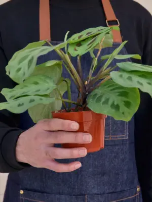 Maranta Leuconeura — held in hand for size reference