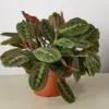 Maranta 'Red Prayer' houseplant