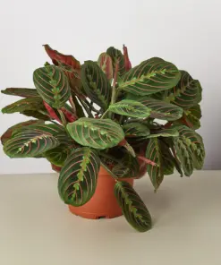 Maranta 'Red Prayer' houseplant