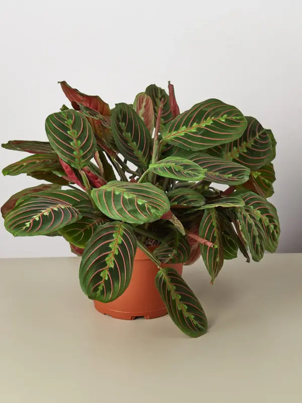 Maranta 'Red Prayer' houseplant