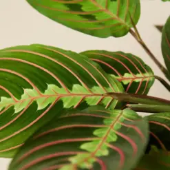 Maranta 'Red Prayer' — leaf detail close-up