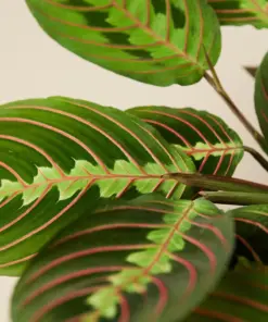 Maranta 'Red Prayer' — leaf detail close-up