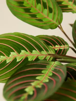 Maranta 'Red Prayer' — leaf detail close-up