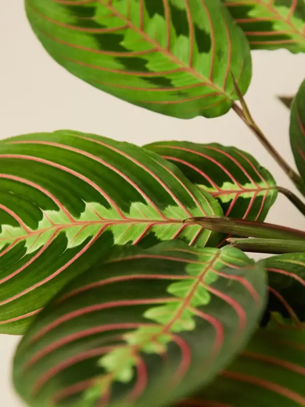 Maranta 'Red Prayer' — leaf detail close-up