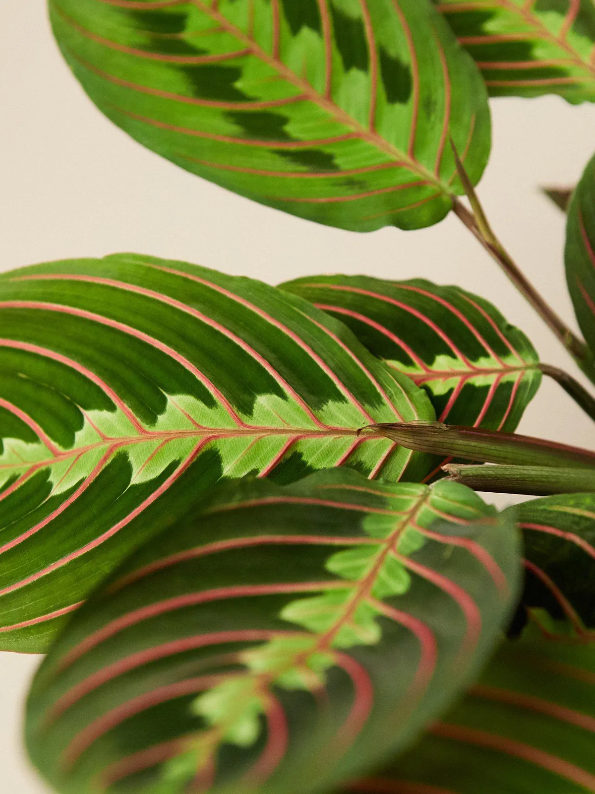 Maranta 