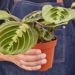 Maranta 'Red Prayer' — held in hand for size reference