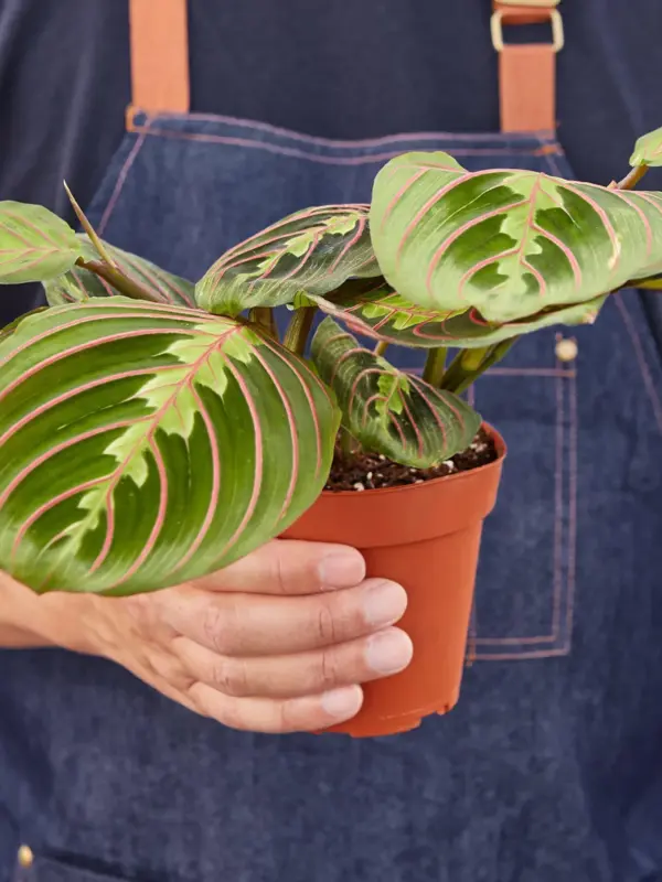 Maranta 'Red Prayer' — held in hand for size reference