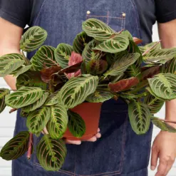 Maranta 'Red Prayer' — held in hand for size reference